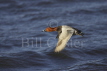 Pochard Flight