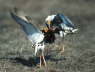 Ruff fighting on lek