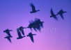 Snow Geese after dark