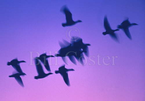 Snow Geese after dark