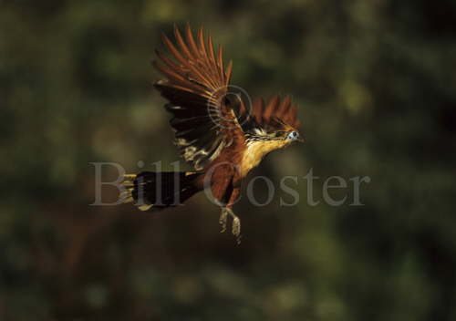 Hoatzin in Flight