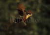 Hoatzin in Flight