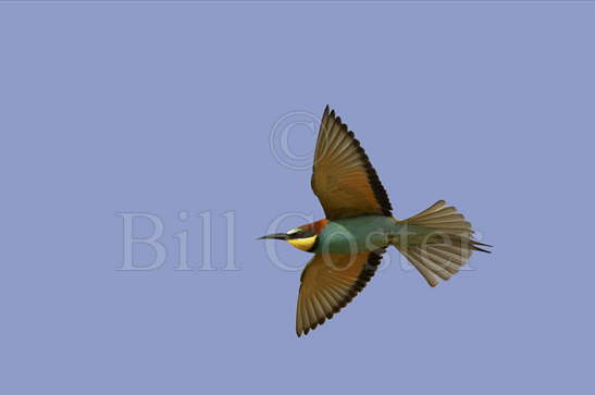 Bee Eater in Flight