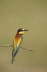 Bee-eater