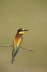 Bee Eater