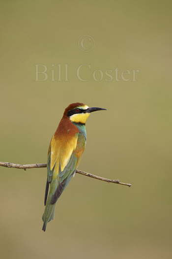 Bee-eater