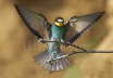Bee-eater landing
