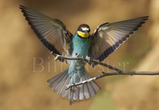 Bee-eater landing
