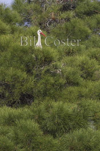White Stork
