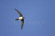 Alpine Swift in Flight