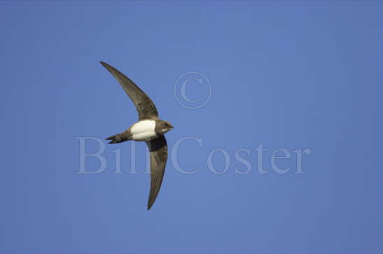 Alpine Swift