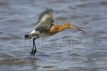 Black Tailed Godwit summer