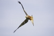 Red Kite in Flight