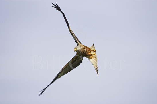 Red Kite in Flight