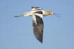 American Avocet