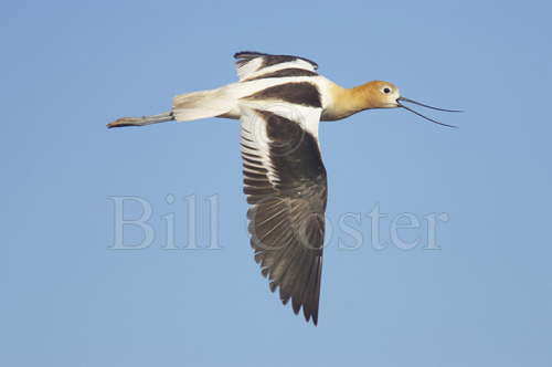 American Avocet