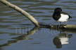 Tufted Duck Resting