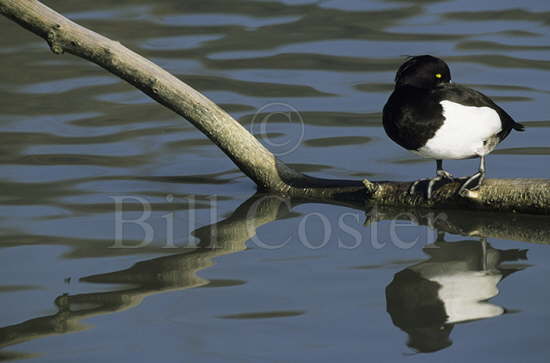 Tufted Duck at Rest