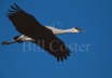 Sandhill Crane in Flight