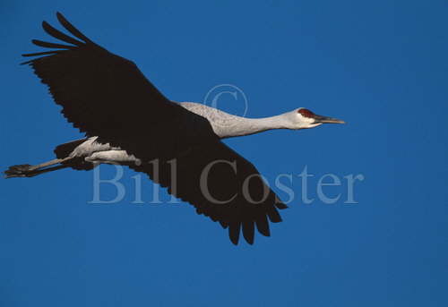 Sandhill Crane in Flight