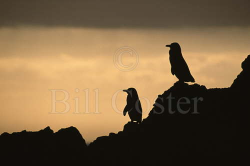 Galapagos Penguins