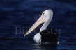 Australian Pelican