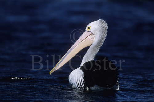 Australian Pelican