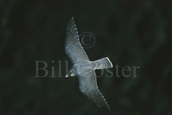 Peregrine Falcon in Flight