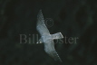 Peregrine Falcon