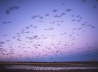 Snow Geese evening flight