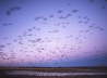 Snow Geese - Evening Flight