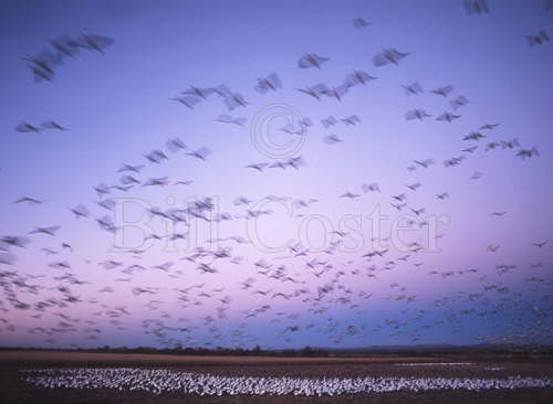 Snow Geese evening flight