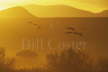 Sandhill Cranes evening flight