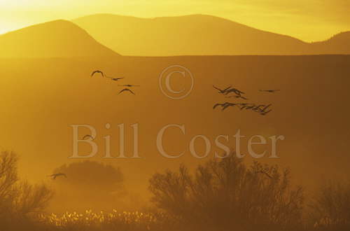 Sandhill Cranes evening flight