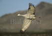 Sandhill Crane