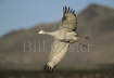 Sandhill Crane Calling in Flight