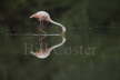 Greater Flamingo Feeding