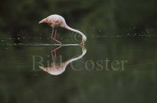 Greater Flamingo Feeding