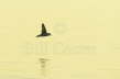 Fulmar over sea at Dawn