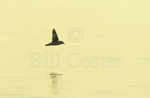 Fulmar over sea at Dawn