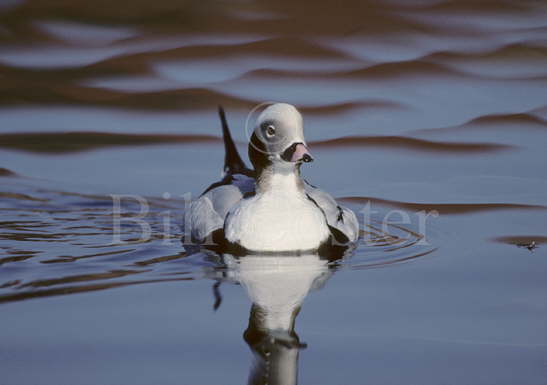 Long-tailed Duck