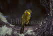 Golden Bower Bird