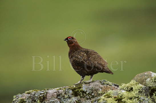 Red Grouse