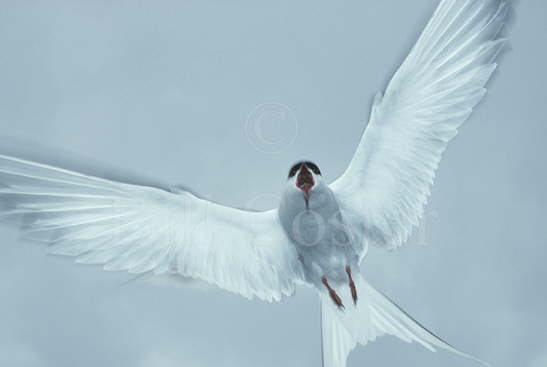 Arctic Tern attack
