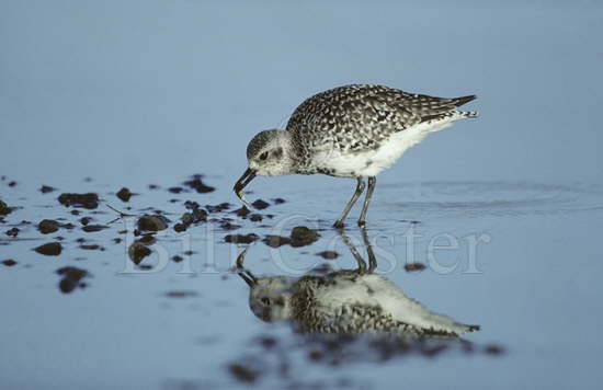 Grey Plover with Fish