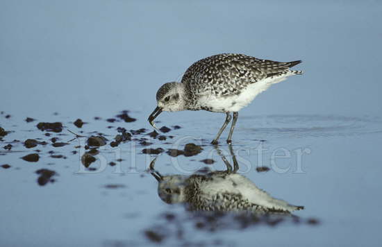 Grey Plover Feeding