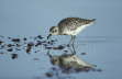 Grey Plover Feeding