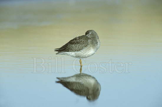 Roosting Redshank