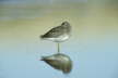 Roosting Redshank