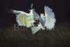 Sulphur Crested Cockatoo Fighting